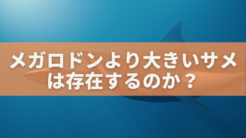 メガロドンより大きいサメは存在するのか？