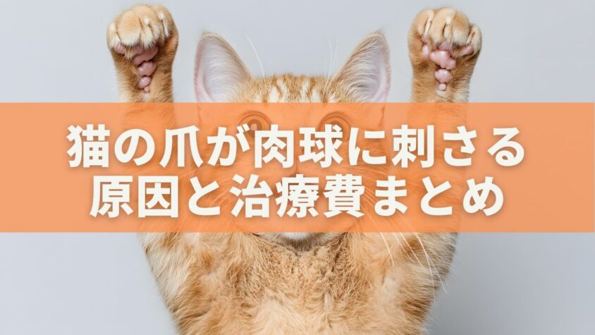 猫の爪が肉球に刺さる原因と治療費まとめ