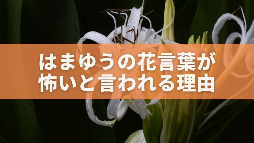 はまゆう（浜木綿）の花言葉が怖いと言われる理由｜夜に咲く神秘と希望の物語