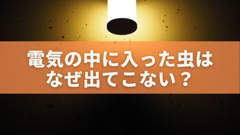 電気の中に入った虫はなぜ出てこない？