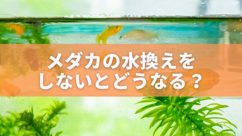 メダカの水換えをしないとどうなる？